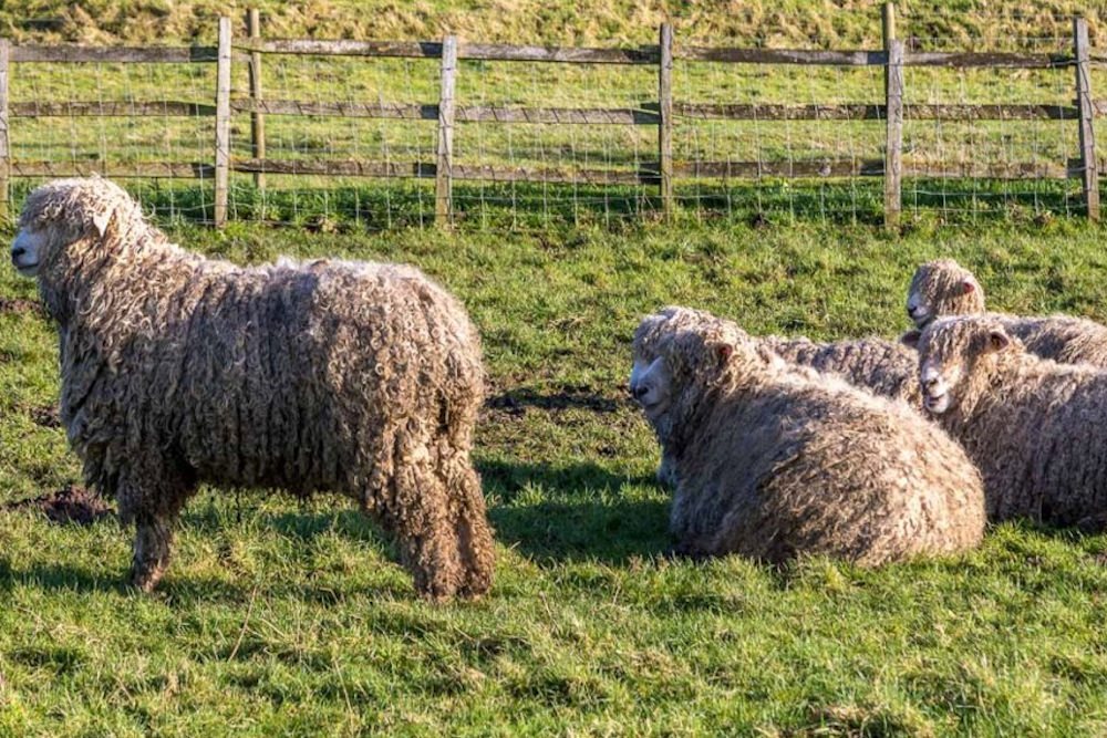 Lincoln Longwool sheep at Risby